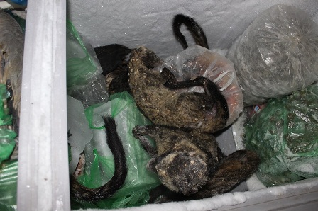 Động vật hoang dã để trong tủ lạnh ở một cơ sở vi phạm tại Hà Nội. (Ảnh: ENV)