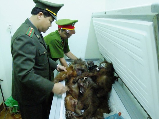 Tang vật trong một vụ buôn bán động vật hoang dã trái phép được cơ quan chức năng của TP Đà Nẵng phát hiện (Ảnh: Quang Vinh)