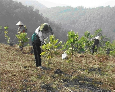 Người dân huyện Đà Bắc (Hòa Bình) chăm sóc rừng (Ảnh: Vương Hùng)