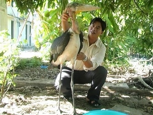 Chú chim Già Đãy được thả về VQG Cát TIên. (Ảnh: Giáo dục & Thời đại)