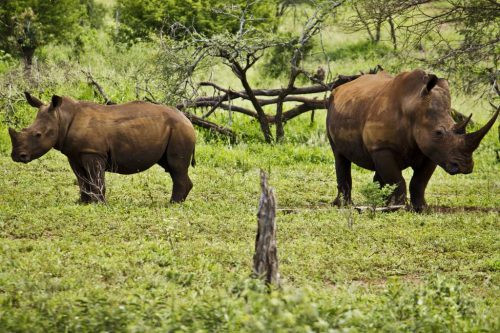 Một đôi tê giác tại Vườn quốc gia Greater Kruger. (Ảnh: mygola.com)