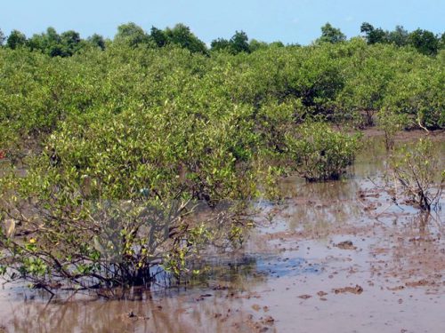 hu hẹp diện tích rừng ngập mặn là do bị chuyển đổi để làm đầm nuôi tôm. (Ảnh: TTXVN)