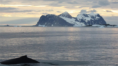 Nam Cực và loài cá voi lưng gù (Ảnh: Roi-tơ)