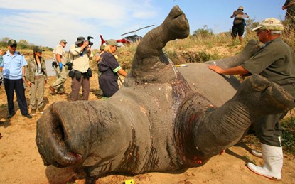 Con tê giác bị bắn chết giữa rừng Kruger để lấy sừng bán cho một trong những thị trường tiêu thụ lớn nhất là Việt Nam  (Ảnh: Doãn Hoàng)