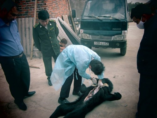2 cá thế gấu tại trại của ông Bờ chết vào ngày 28.1.2015. Lực lượng chức năng khám nghiệm trước khi đem gấu đi tiêu hủy. (Ảnh: Báo Lao Động)