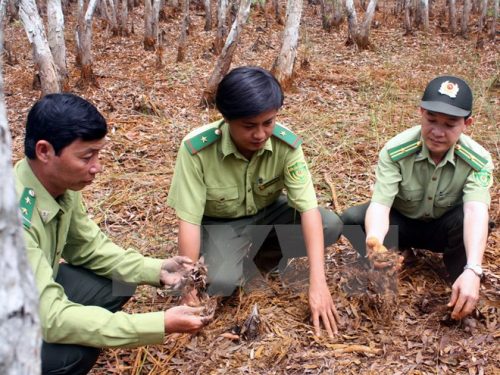 Cán bộ Hạt kiểm lâm huyện U Minh kiểm tra độ ẩm của rừng và xác định cấp độ dự báo cháy. (Ảnh: Lê Huy Hải/TTXVN)