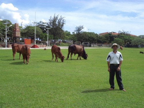 TS Ngô Quang Vinh, chủ nhiệm dự án bên đàn bò trên đảo Song Tử Tây (Ảnh do TS Vinh cung cấp).
