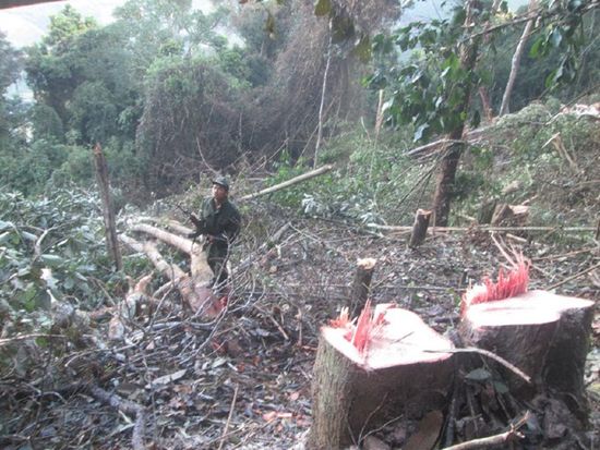 Hiện trường một vụ phá rừng trong Khu Bảo tồn thiên nhiên Tà Đùng (Đắc Nông).