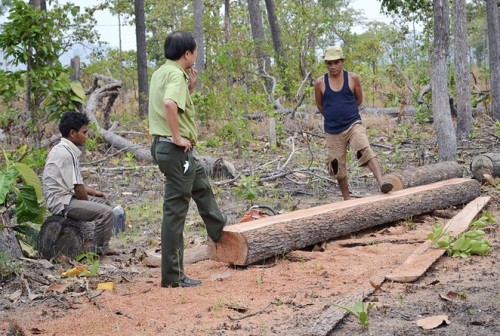 Một vụ khai thác rừng trái phép trên địa bàn tỉnh Gia Lai. (Ảnh: Quế Mai)