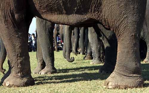 12032015_lehoiduavoi