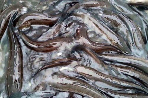 Hàng ngàn chú cá Quả (cá Lóc) chuẩn bị được thả về sống tự nhiên ở sông Hồng. (Ảnh: Việt Hùng - Nguyễn Cường)