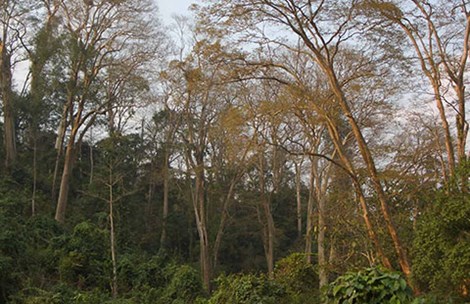 Một góc rừng Phong Nha - Kẻ Bàng doc đường 20-Quyết Thắng. (Ảnh: Đ.Tân)