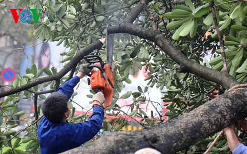 Hạ chặt cây trên phố Nguyễn Chí Thanh. (Ảnh: vov.vn)