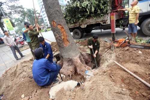 Những cây gốc to bị chặt hạ trên đường Nguyễn Chí Thanh, HN (chụp lúc 10h30’ ngày 19.3.2015). (Ảnh: Kỳ Anh)