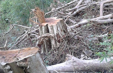 Cây bằng lăng bị triệt hạ tại tiểu khu 71 nhưng ban quản lý rừng và kiểm lâm vẫn chưa phát hiện (Ảnh: PN)