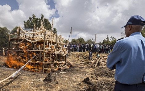 Quần thể voi tại Ethiopia có nguy cơ tuyệt chủng. Các nhà chức trách đang rất "mạnh tay" với tội phạm săn trộm voi.