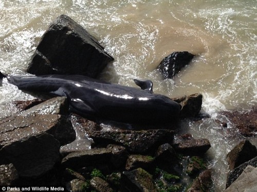 Xác của một con cá voi bị mắc kẹt (Nguồn: Daily Mail)
