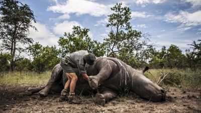 Tê giác bị giết ở Vườn quốc gia Kruger, Nam Phi. (Ảnh: EPA)