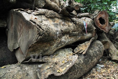 Cận cảnh kho gỗ tại vườn ươm (Ảnh: Minh Sơn-Sơn Bách/Vietnam+)