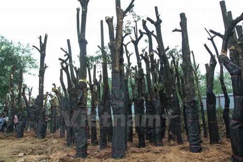 Bên cạnh các cây đã đốn, 128 cây từ đường Nguyễn Chí Thanh cũng được đưa về vườn ươm để 'phục hồi sức khỏe' trước khi đem đi trồng lại (Ảnh: Minh Sơn-Sơn Bách/Vietnam+)