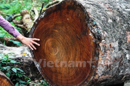 Cận cảnh những thân cây có đường kính lên tới cả mét (Ảnh: Minh Sơn-Sơn Bách/Vietnam+)