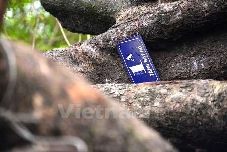 Những thân cây mới được chặt vẫn còn mang nguyên ‘dấu tích phố phường’ (Ảnh: Minh Sơn-Sơn Bách/Vietnam+)