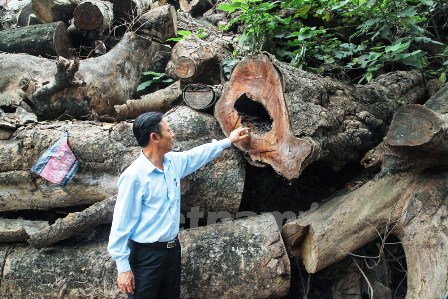 Theo Phó Giám đốc Công ty Công viên Cây xanh Hà Nội: Mặc dù bên ngoài còn tươi tốt, nhưng khi chặt hạ, bên trong có nhiều cây đã bị mục ruỗng nghiêm trọng (Ảnh: Minh Sơn-Sơn Bách/Vietnam+)