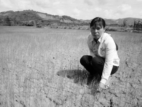 Các tỉnh Tây Nguyên, Nam Trung bộ đang thiếu nước nghiêm trọng, đe dọa diện tích gieo trồng
