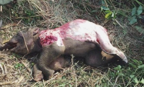 Con voi chết trong tình trạng bị lột một mảng da, bị cắt mất đuôi và bốn đế chân (Ảnh do cơ quan điều tra cung cấp)