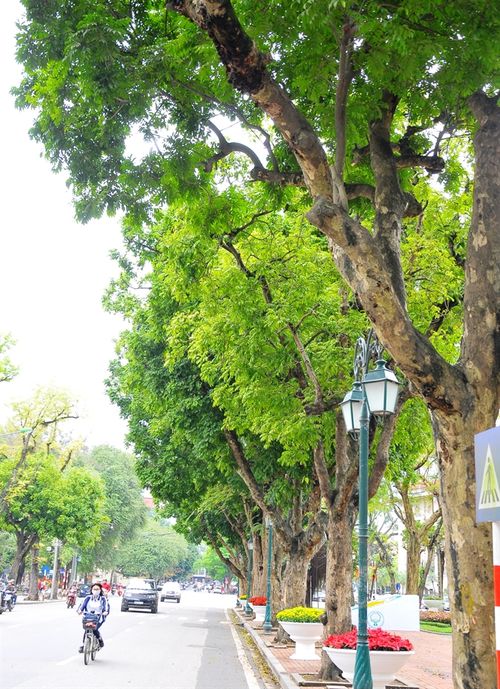 Rặng sấu cổ thụ trên phố Ngô Quyền