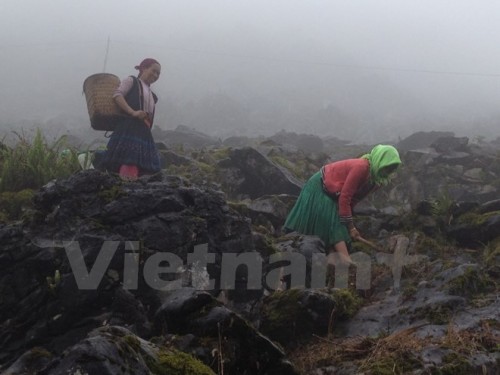 Cứ vào mùa khô, người dân vùng cao nguyên đá Đồng Văn lại phải đối mặt với cơn khát nước sinh hoạt. (Ảnh: Hùng Võ/Vietnam+)
