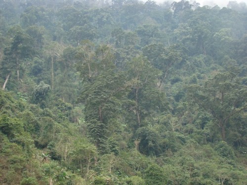 Nhiều địa phương ở Hà Giang đang bảo vệ rừng rất tốt.