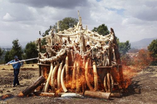 Ethiopia thiêu hủy 6 tấn ngà voi hồi đầu tháng 3-2015. (Ảnh: EPA)