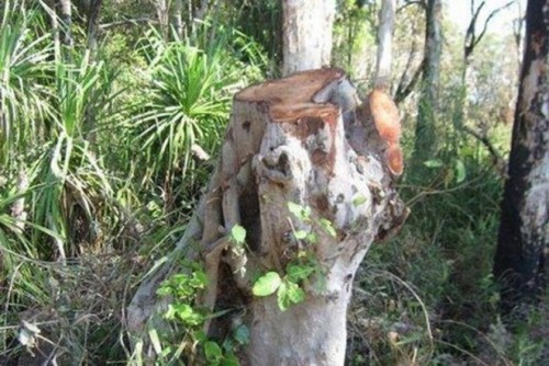 Một gốc cây bị đốn hạ. (Nguồn: abc.net.au)