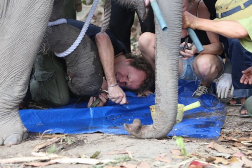 Các chuyên gia cứu hộ, chữa trị vết thương cho 1 con voi dính bẫy. (Ảnh: Lê Phước)
