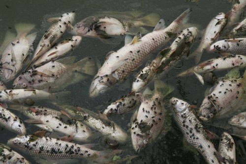 Theo ước tính, số lượng cá chết khoảng 1 tấn, thiệt hại ban đầu khoảng 25 triệu đồng. (Ảnh: Báo Lao Động)