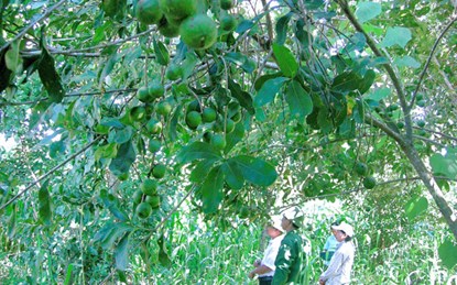 Cây mắc ca trồng tại Trại Thực nghiệm và nhân giống cây trồng     cạn Mường Hồng, Mai Sơn, Sơn La (Ảnh: Khánh Vân)