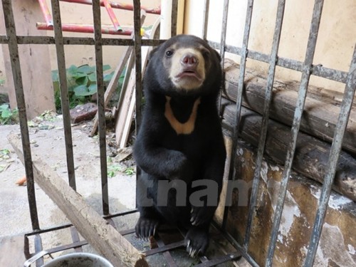 Cá thể gấu chó con được giải cứu từ một vụ buôn bán trái phép động vật hoang dã gần vùng biên giới Lào-Việt. (Ảnh: Thùy Trinh)