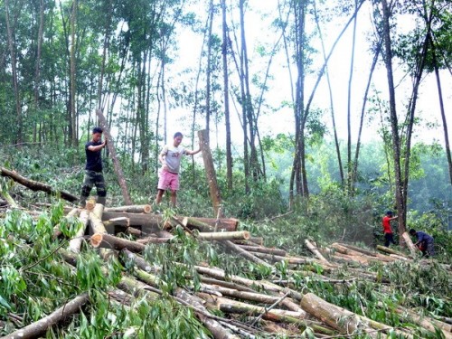 Ảnh minh họa: Quang Quyết/TTXVN