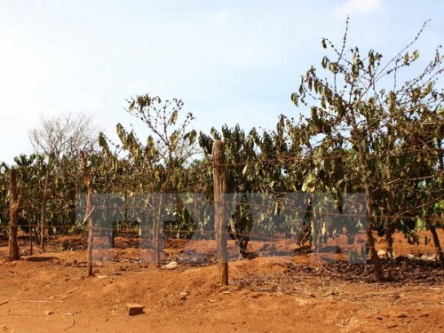 Vườn càphê chết héo vì không có nước tưới ở huyện Chư Păh (Gia Lai). (Ảnh: Dương Giang/TTXVN)