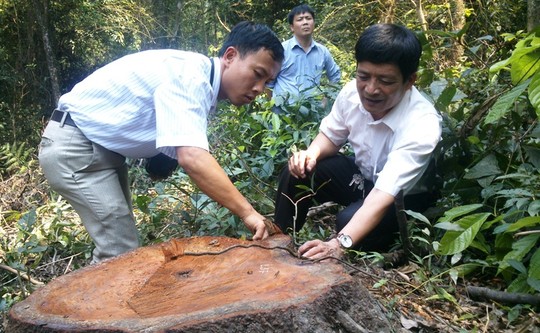 Một cây lim xanh vừa bị đốn hạ tại Khu Bảo tồn thiên nhiên rừng sến Tam Quy