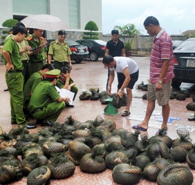 Lực lượng chức năng tỉnh Hà Tĩnh kiểm đếm số tê tê hoang dã sau khi bị thu giữ. (Ảnh: Vũ Thành)