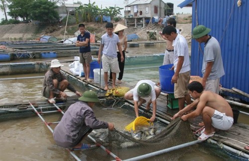 Thu hoạch cá lăng nuôi trên sông Hồng của gia đình anh Trần Văn Võ. (Ảnh: nongnghiep.vn)