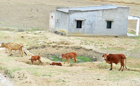 Đàn gia súc quay quắt vì khô hạn. (Ảnh: VGP/Nhật Bắc)