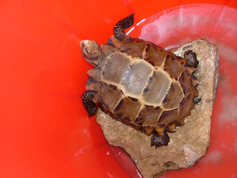 15042015_bangiaocatherua