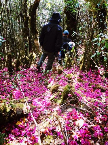 Thảm hoa đỗ quyên rực rỡ tô điểm cho vẻ thâm u của cánh rừng. (Ảnh: Xuân Mai/Vietnam+)