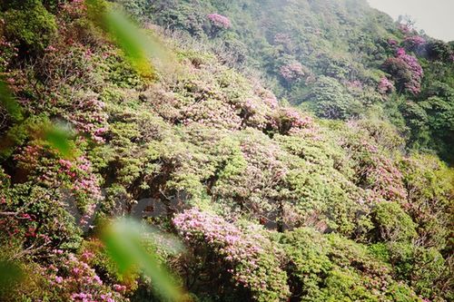 Cánh rừng hoa đỗ quyên. (Ảnh: Xuân Mai/Vietnam+)