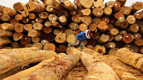Việc khai thác gỗ và phá rừng đang đe dọa cuộc sống của nhiều người bộ lạc bản địa ở Malaysia. (Ảnh: Báo Tin tức)