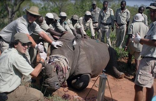 Đội giải cứu tê giác đang thực hiện việc tiêm thuốc độc vào sừng một con tế giác tại Nam Phi (ảnh do Dự án giải cứu tê giác cung cấp)