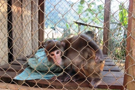 Chú khỉ đang bị nuôi nhốt trong lồng sắt. (Ảnh: Hoàng Chiên/Vietnam+)